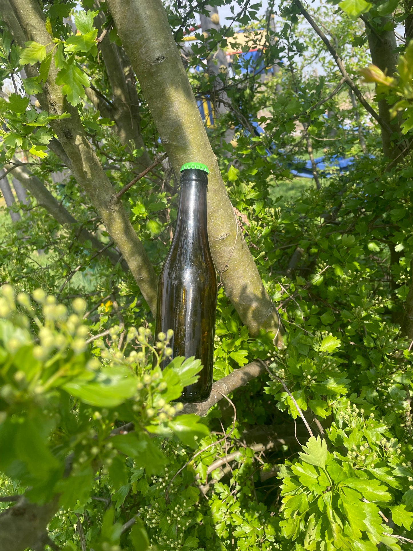 Lente Kombucha